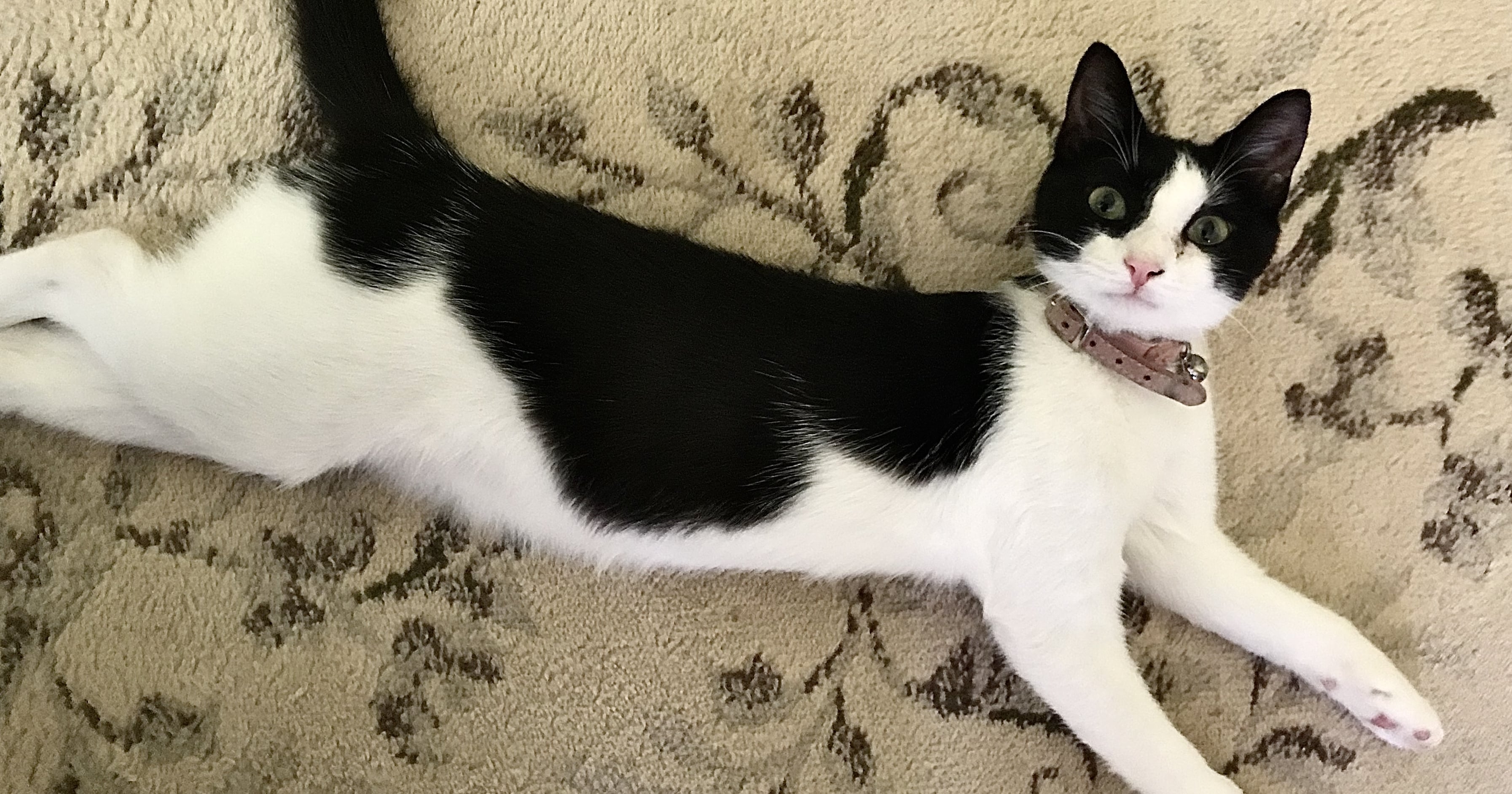 How Raising a Kitten Helped Me Transition to PostGrad Life POPSUGAR Pets