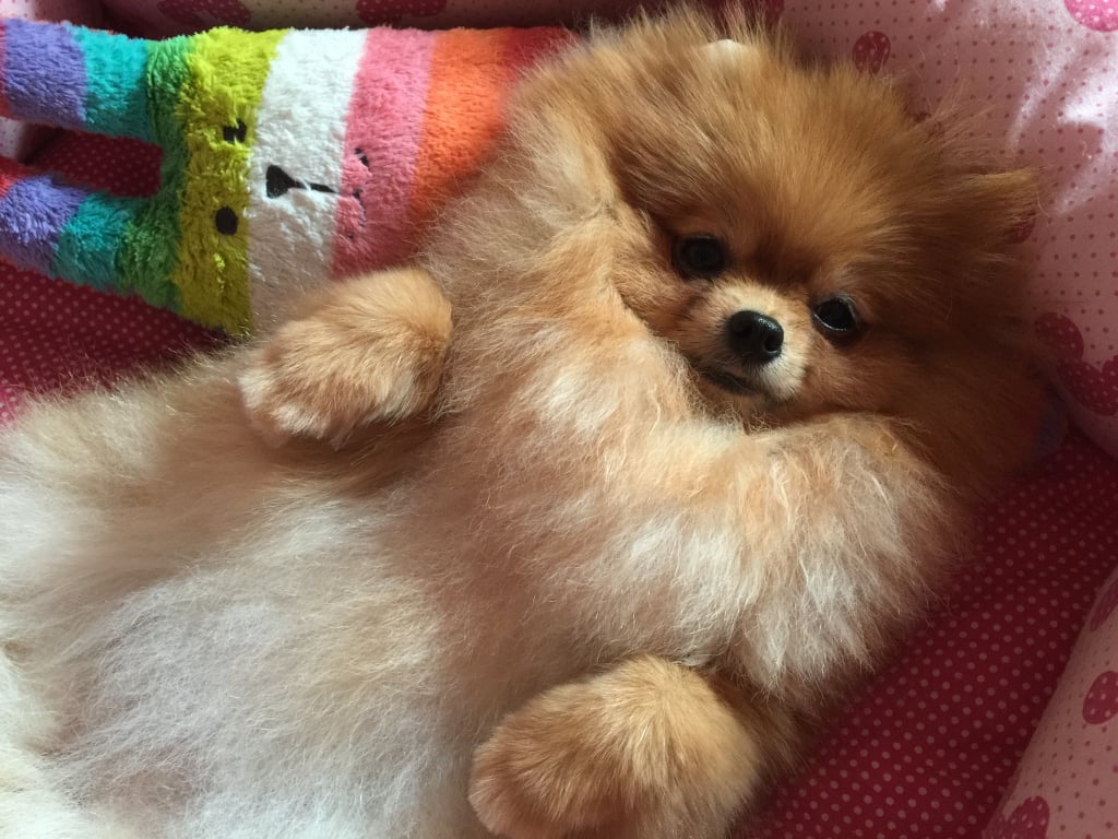 Cute Pomeranian Pictures