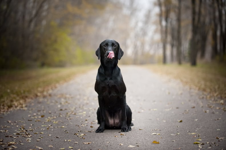 How to reduce anxiety for pets, according to an expert