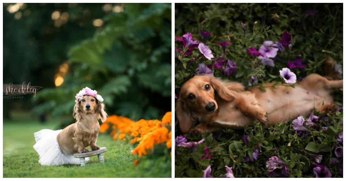 Dachshund Maternity Shoot POPSUGAR Pets