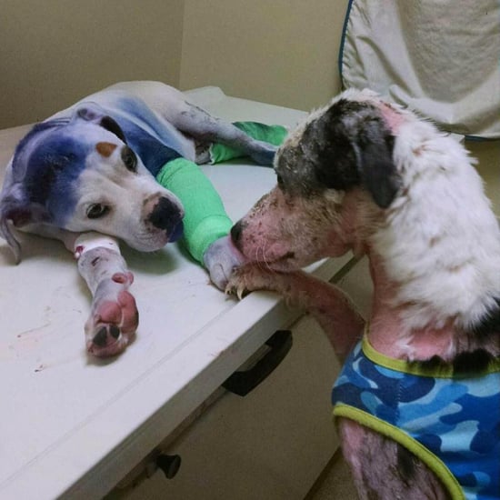 Abused Dogs Become Friends in South Carolina Shelter