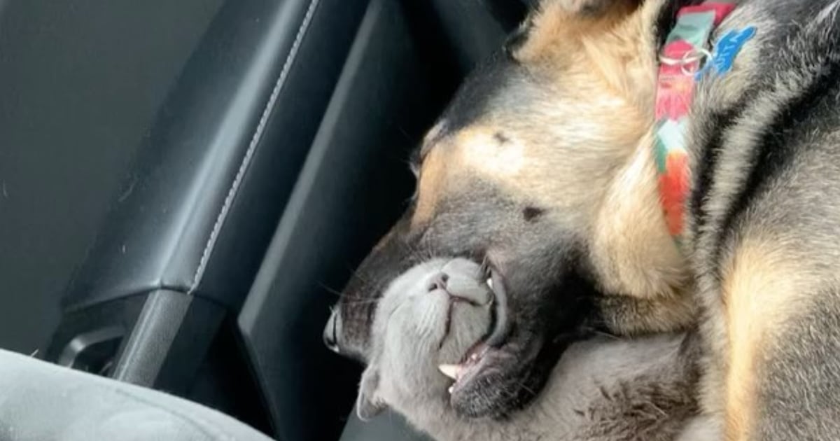 Video Of Cat Sleeping In A Dog S Mouth Popsugar Pets