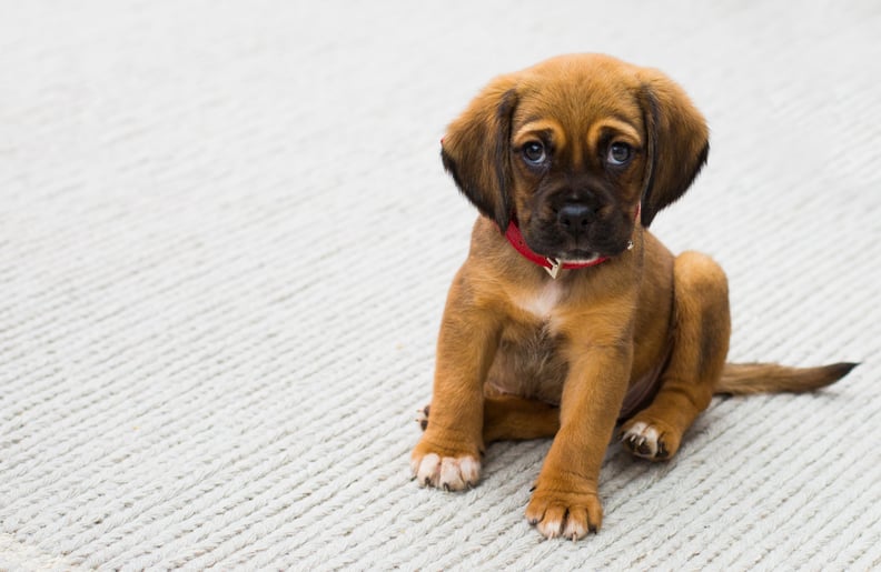 Your Puppy Will Never Grow Out of His Entire Wardrobe