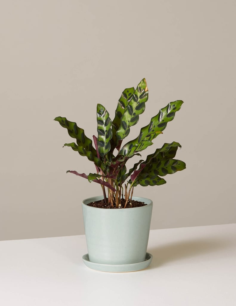 Calathea Rattlesnake