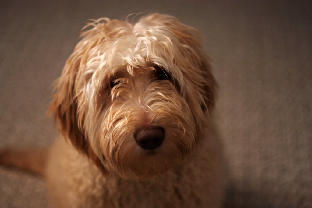 Cute Pictures of Labradoodles