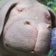 This Adorable Animal Steals the Spotlight From Jake Gyllenhaal in the Okja Trailer