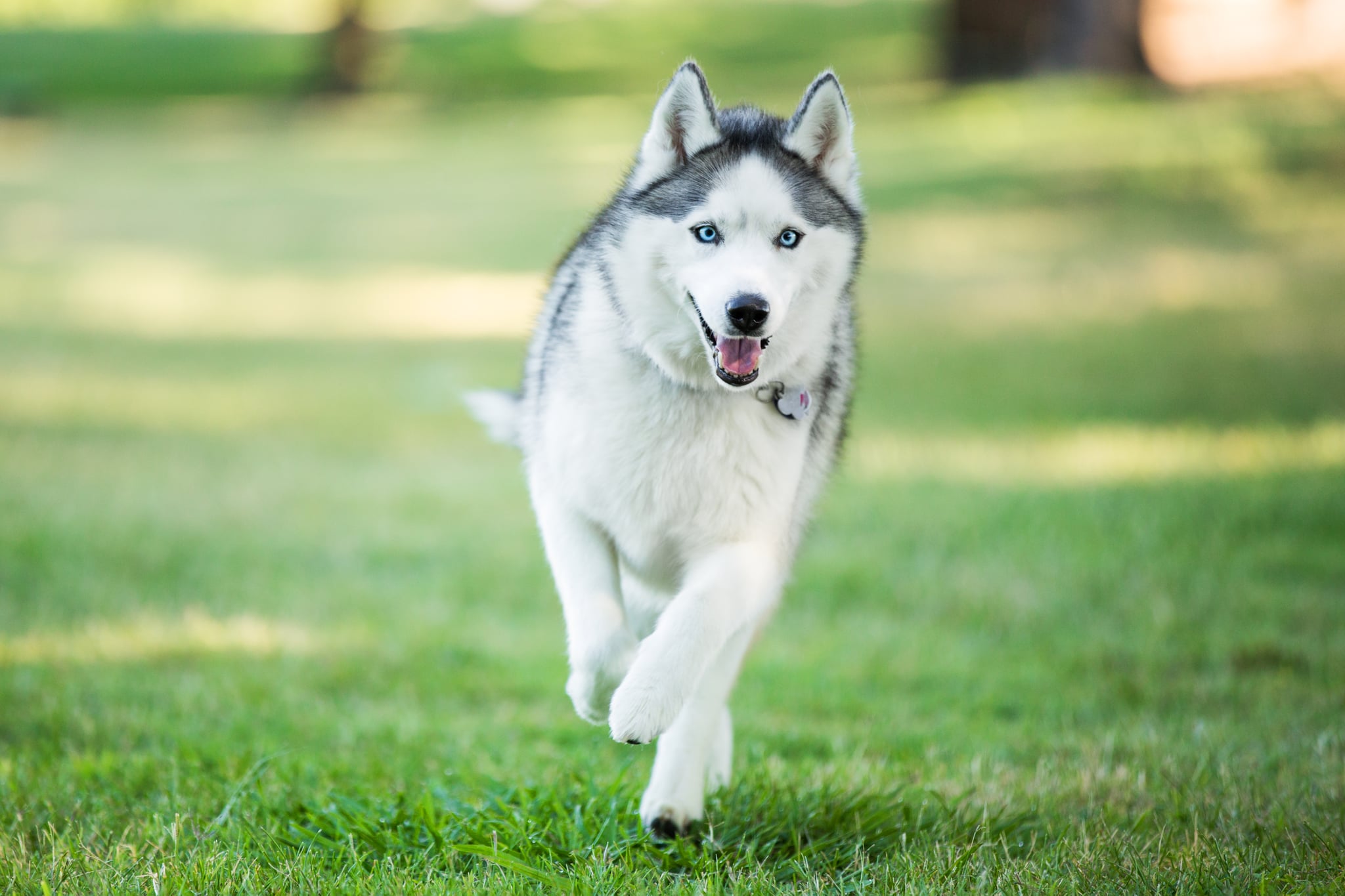 Siberian Huskies These 10 Dog Breeds Probably Won t Love Your