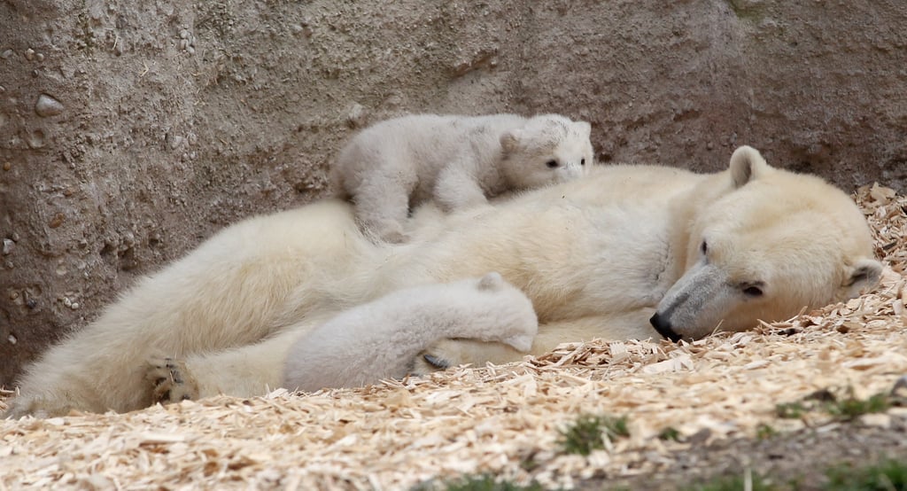 Polar Bear Cubs Sleep on Mom