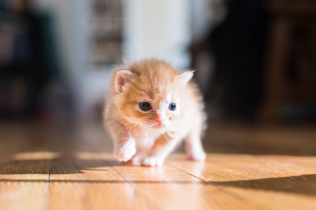 Photos of Kittens