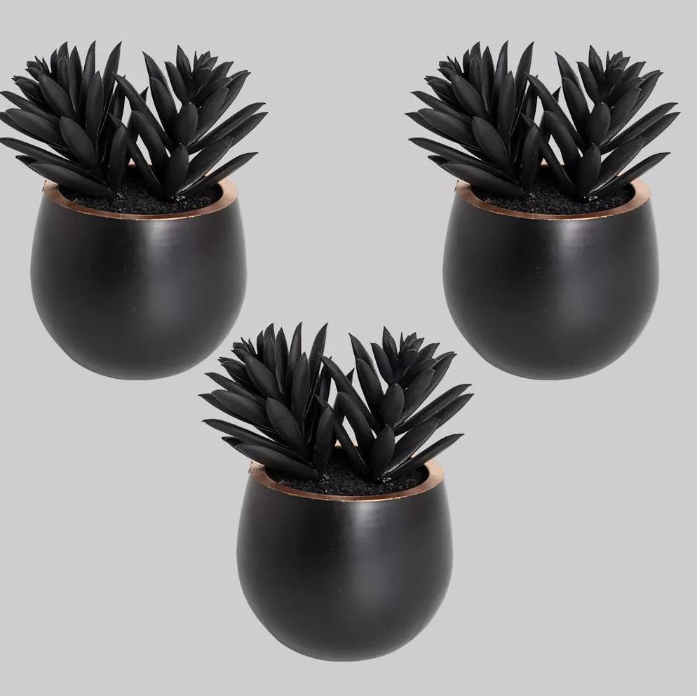 Target's All-Black Succulents