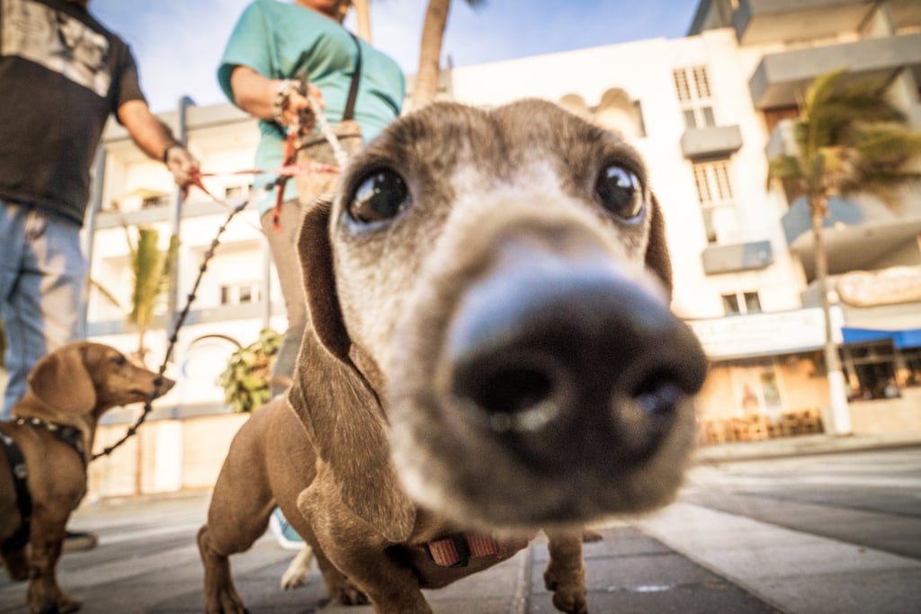 Cutest Dachshund Photos