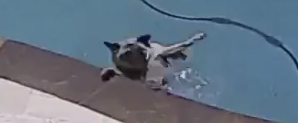 Viral Video of Pug Dog Falling Into a Pool After Stretching