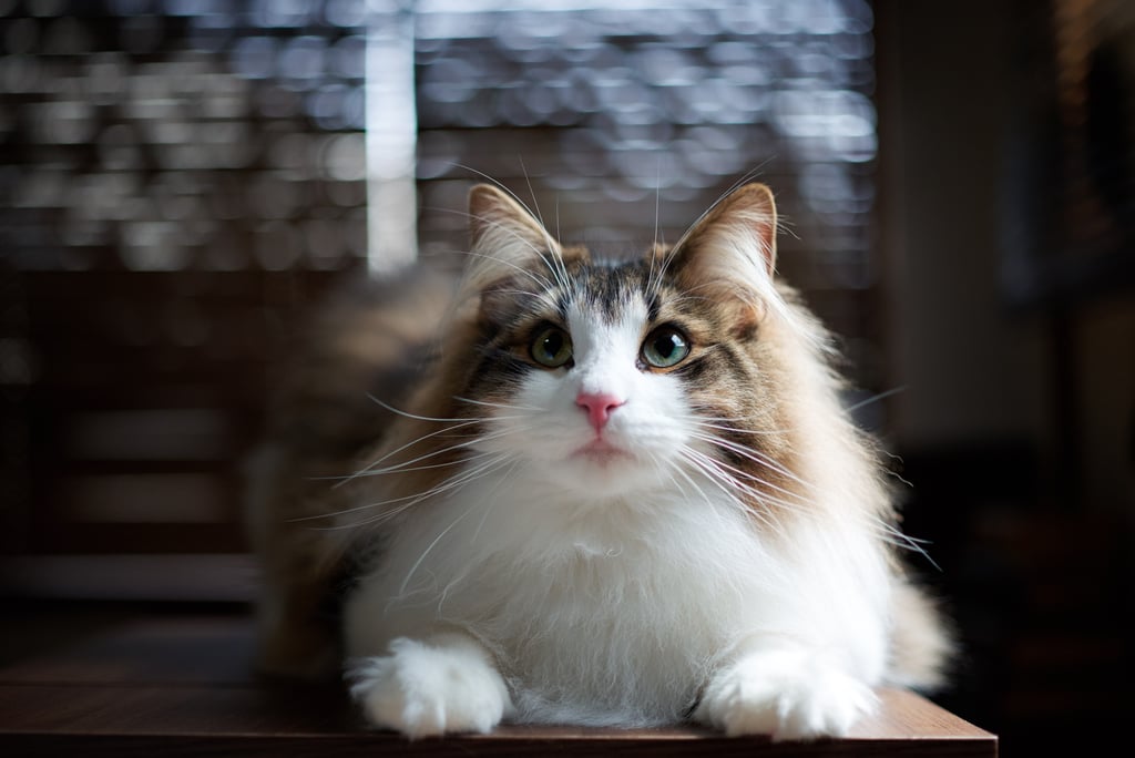 Norwegian Forest Cat