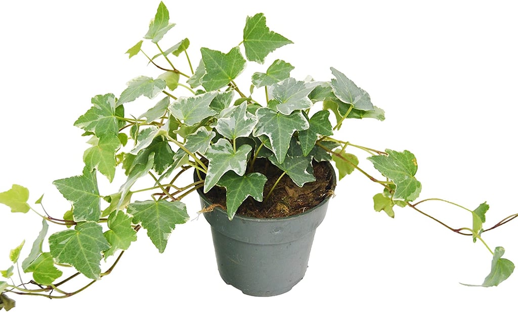 English Ivy Plant Best Indoor Plants That Help You Sleep 