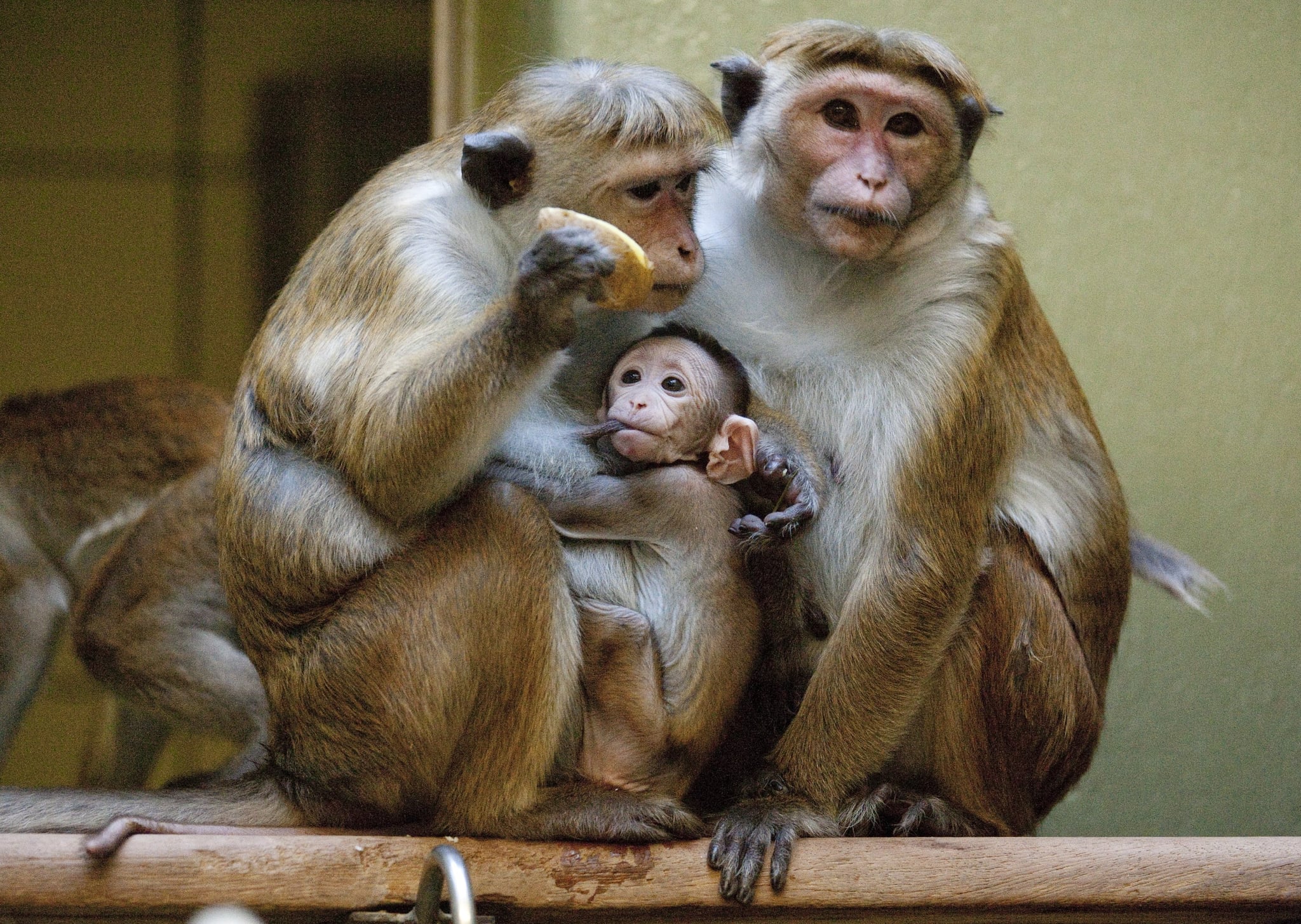Dogs Cats And Other Pets Sweet Baby Macaque At The Berlin Zoo