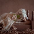 A Newborn Photographer Took a Break From Humans to Take Sweet Pictures of Baby Goats