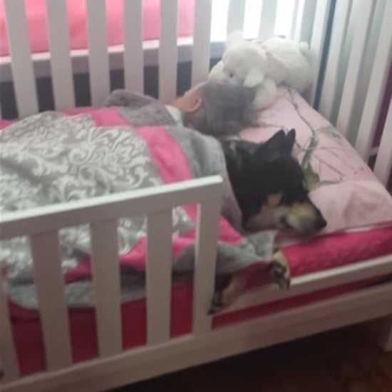 Pet Dog Sleeping With Toddler in Bed