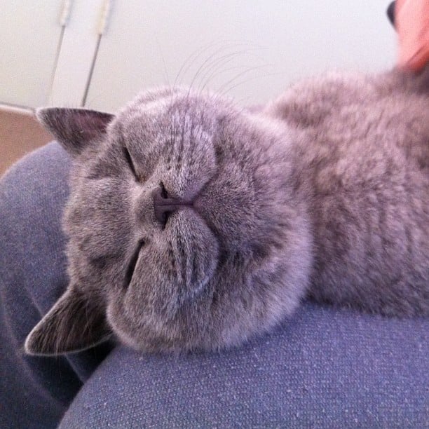 This cat's so happy to have a lap to sit on.
Source: Instagram user tofuthebritishshorthair