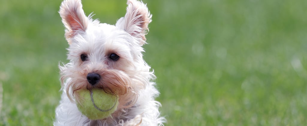 Miniature Schnauzer Trivia