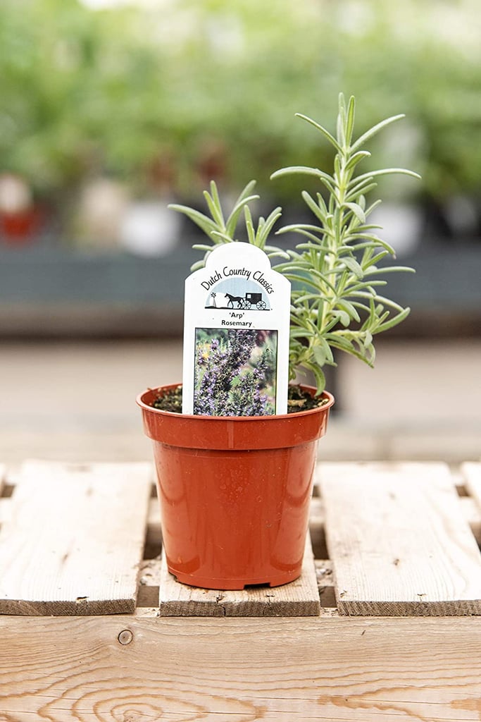 Rosemary Plant