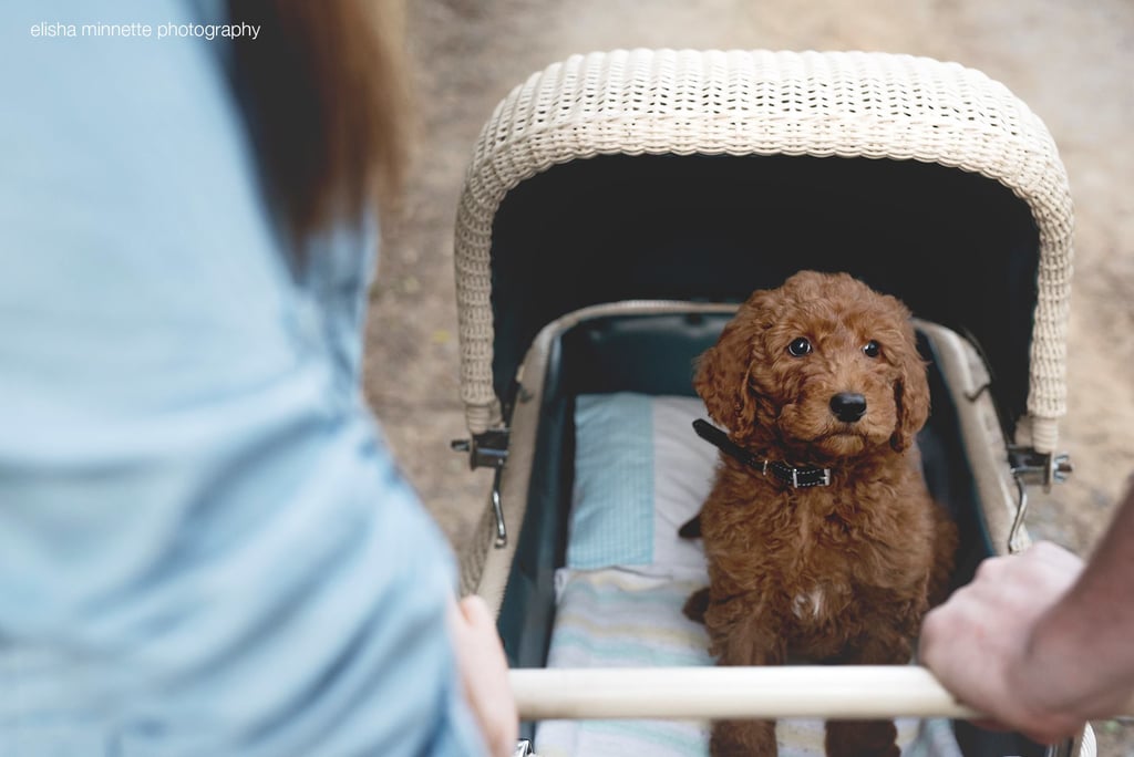 Newborn Photo Shoot Spoof With Puppy