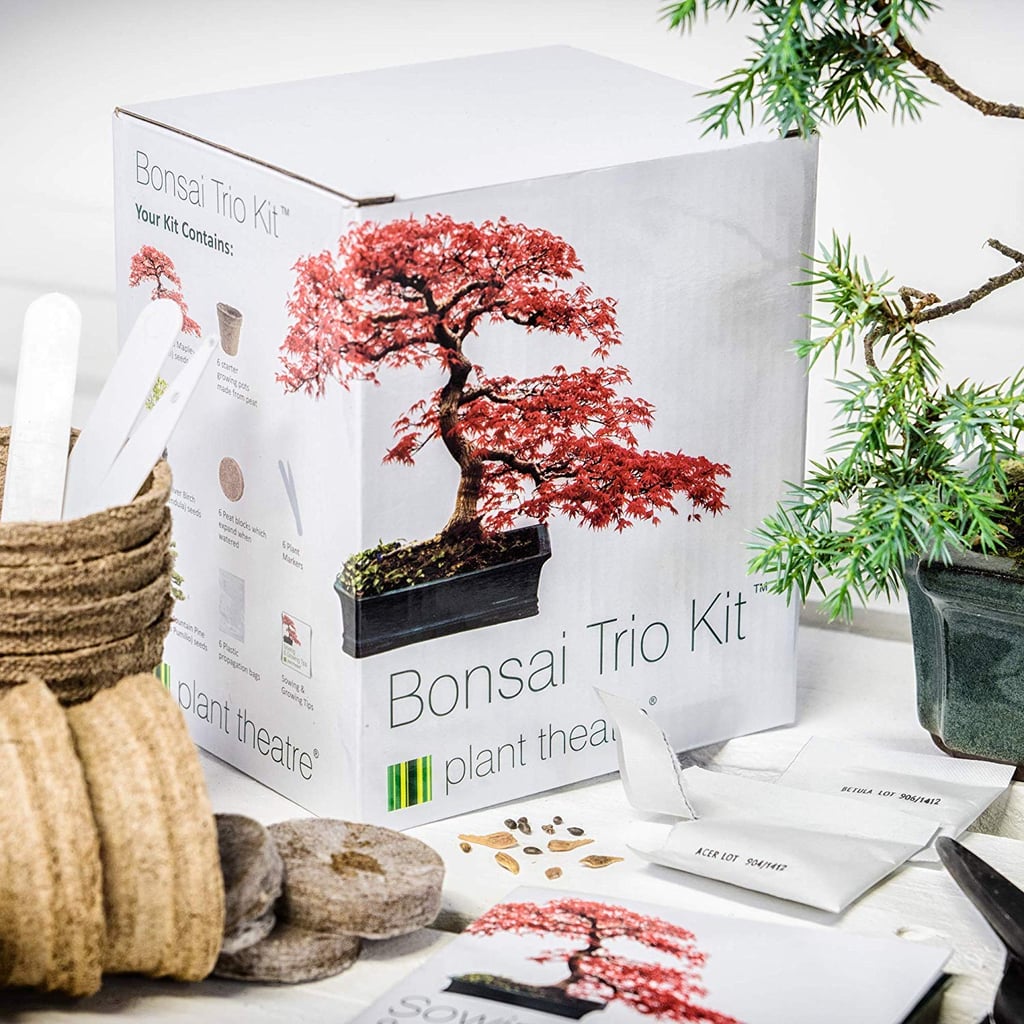 Plant Theatre Bonsai Trio Kit Best Amazon Products Under 20