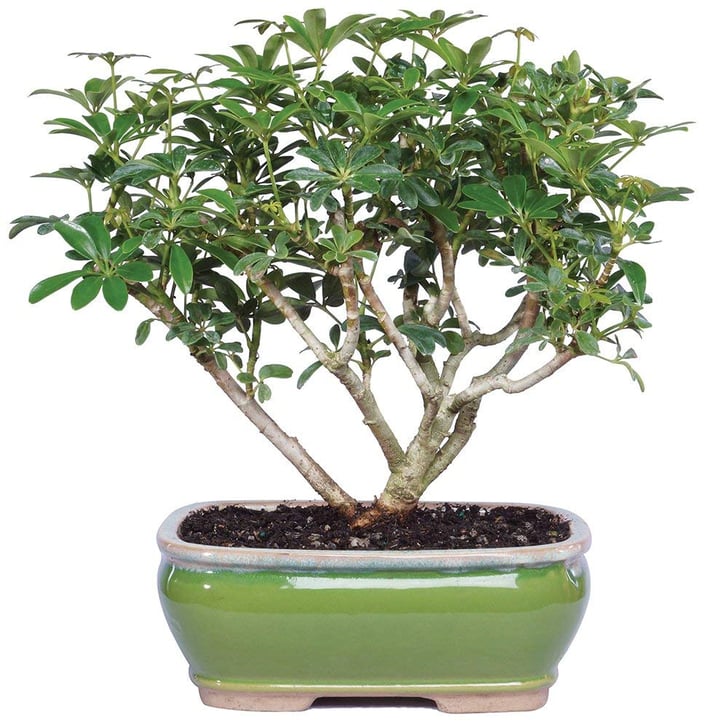 Brussel's Bonsai Live Hawaiian Umbrella Indoor Bonsai Tree Trees on