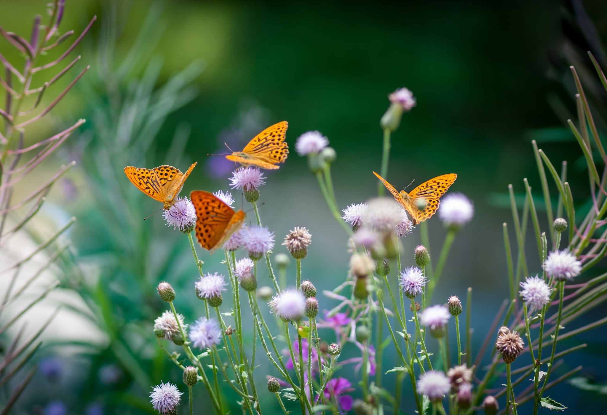 How To Attract Butterflies To Your Garden Popsugar Home Australia