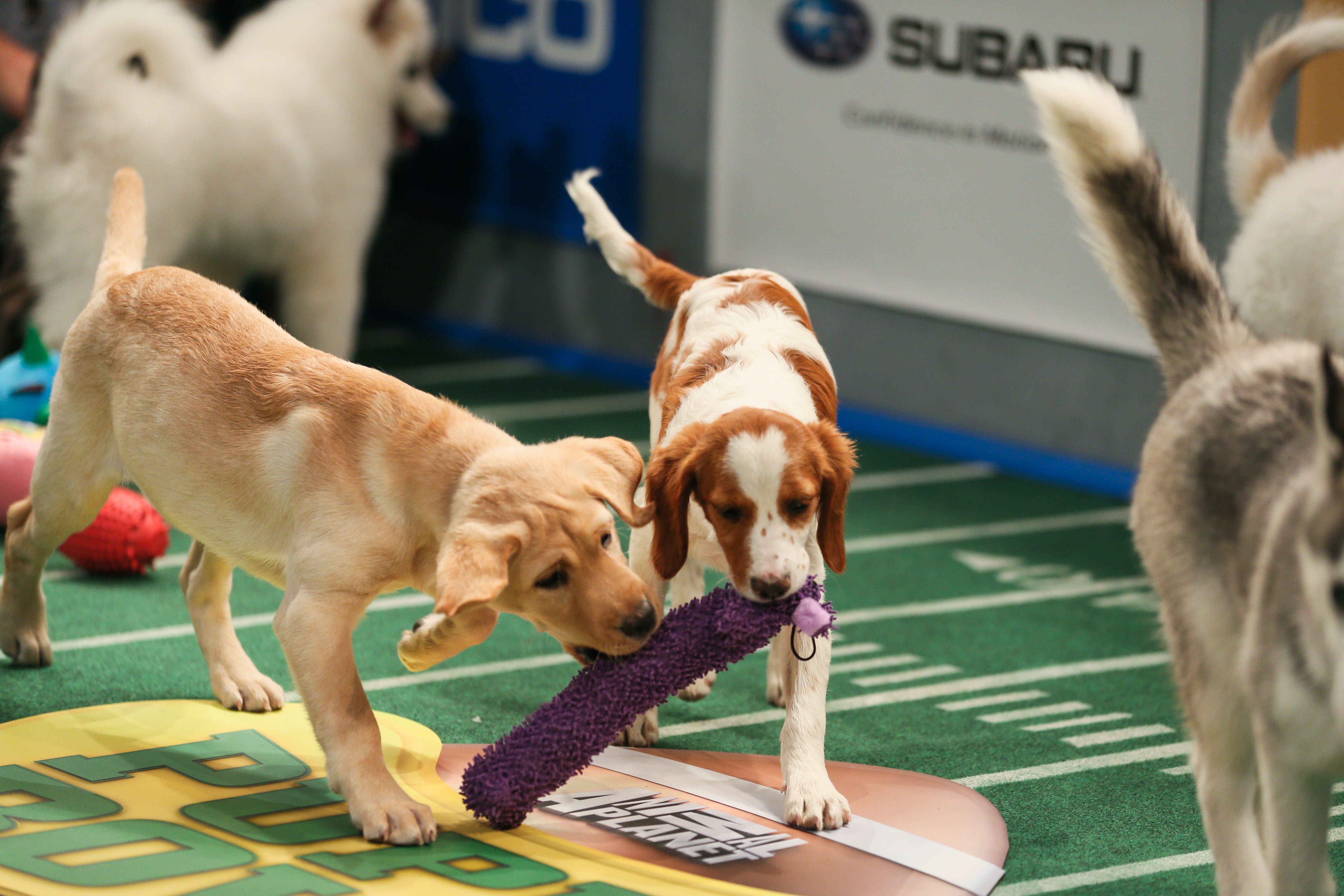 Puppy Bowl X Highlights POPSUGAR Pets