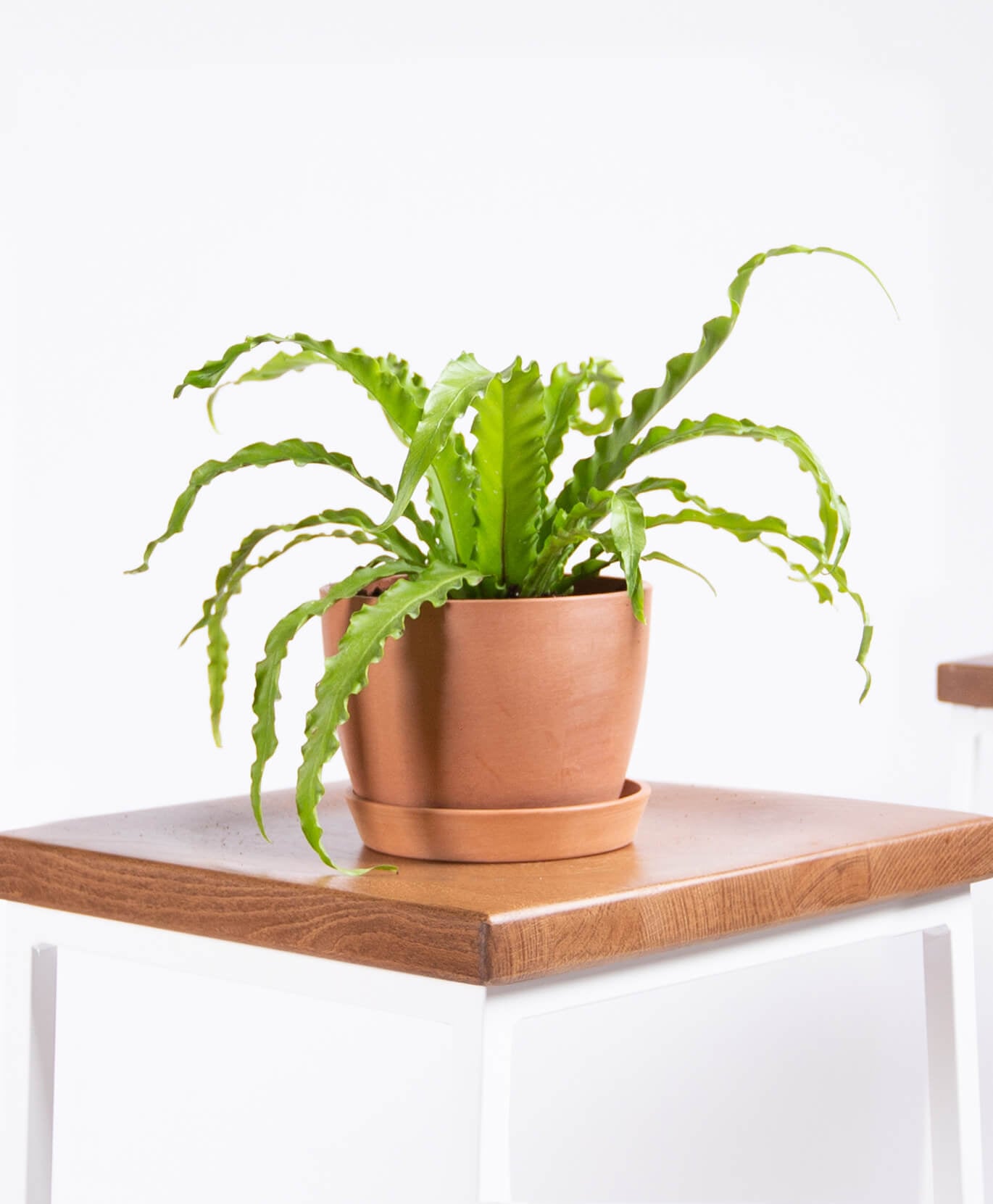 Best Indoor Plants For Dorms Popsugar Home Best Indoor Plants For Dorms Popsugar Home