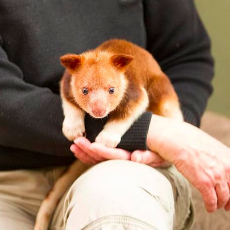 Orphaned Tree Kangaroo Saved by Wallaby