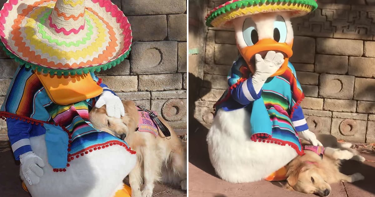 Service dog and discount donald duck