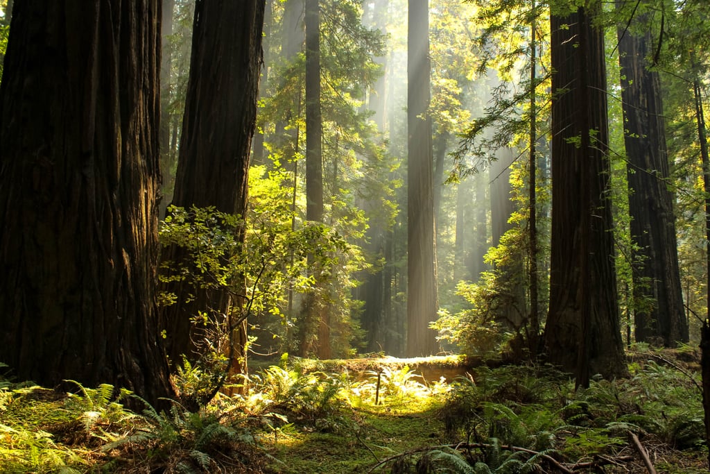 Or better yet, get out of your car and explore! This two-lane road offers numerous opportunities to pull off and park, making it incredibly easy to discover the redwoods up close. Whether you're seeking to dabble in a little hiking or yearning to roll out a blanket to have a quick bite to eat within the cool hush of the forest, you can do it all here!