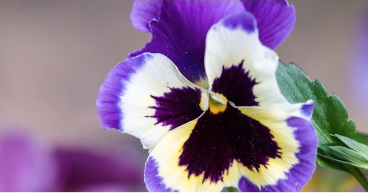 Which Fall Flowers Are Poisonous To Pets Popsugar Pets