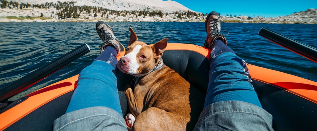 Ways Dogs Make You Happy