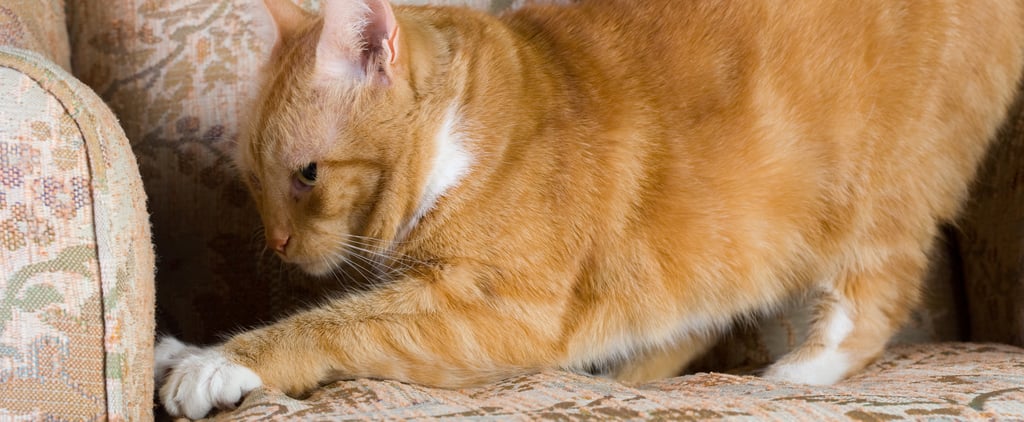 How Do I Get My Cat to Stop Scratching My Furniture?