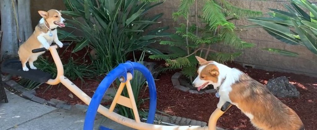 Video of Corgis on a Seesaw