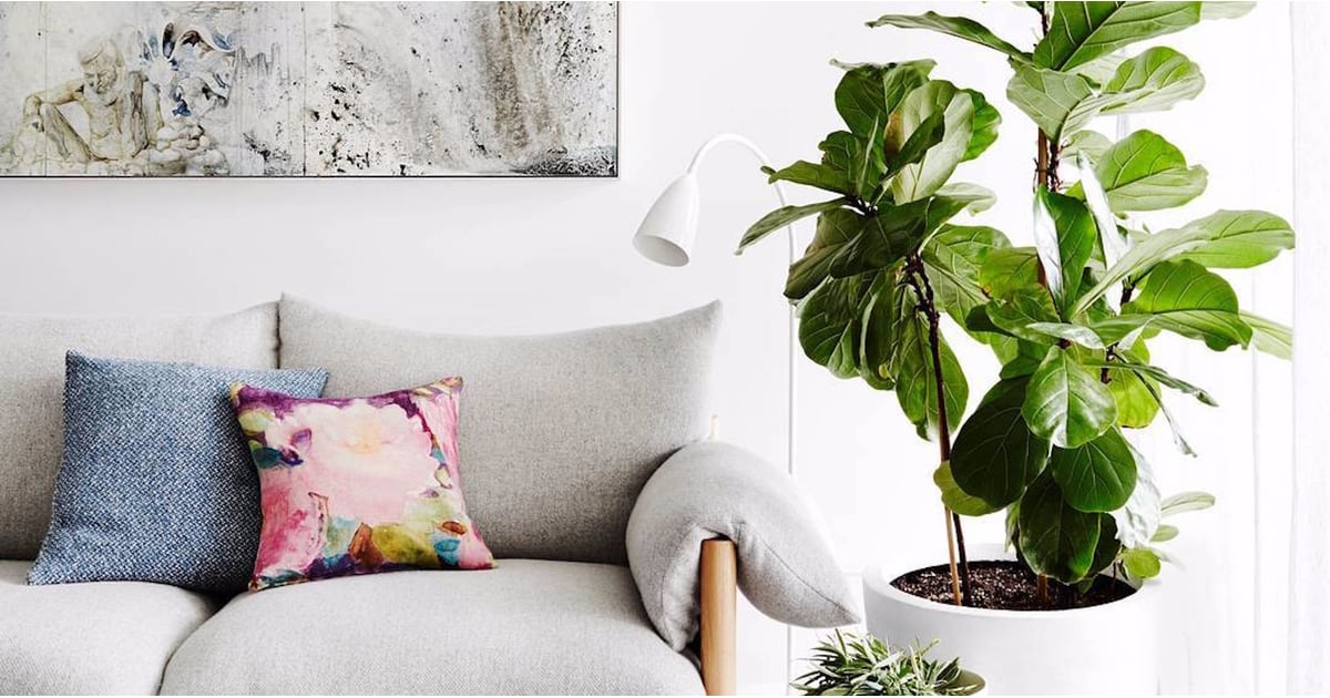 Fiddle Leaf Fig Trees at Costco POPSUGAR Home