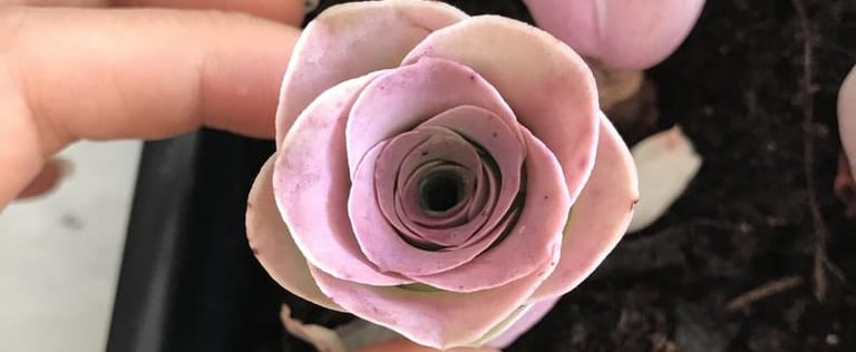Pink Rose Succulents