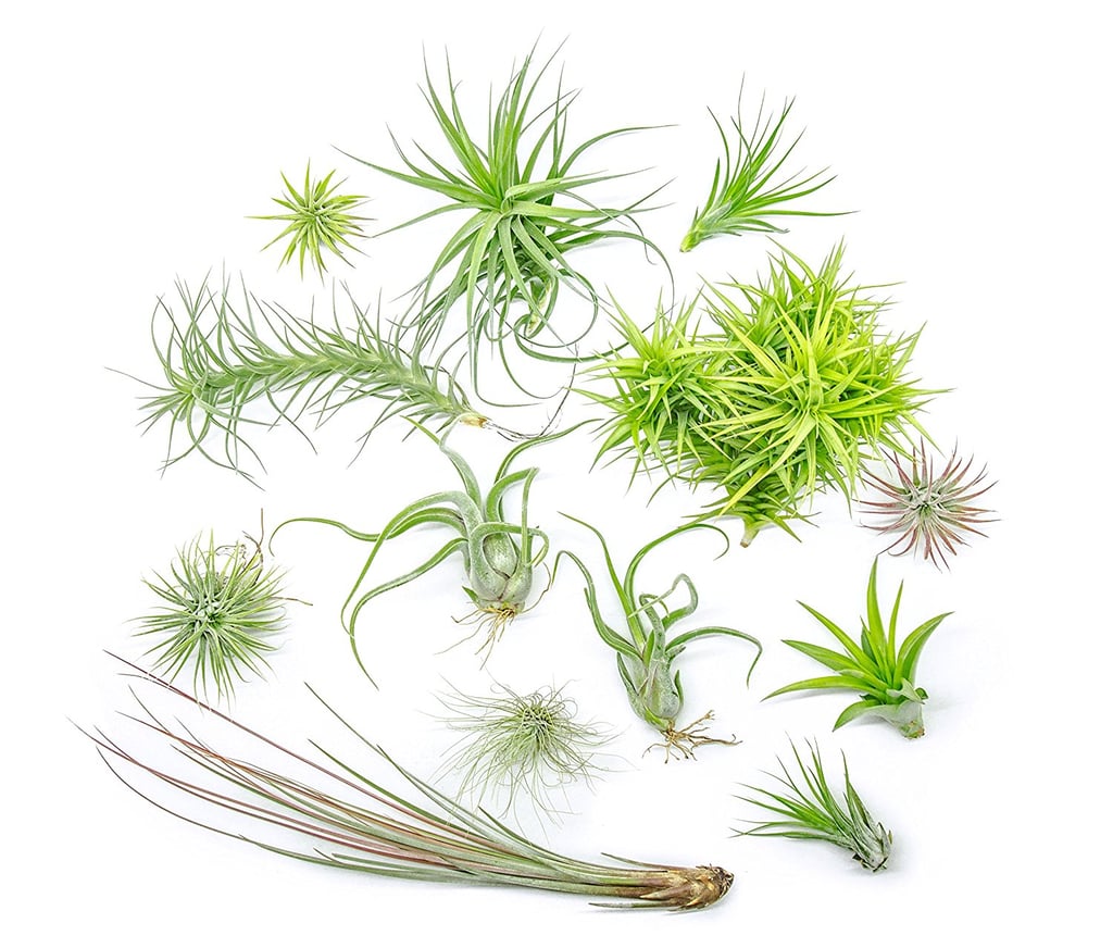 Air Plant Variety Pack ($23)