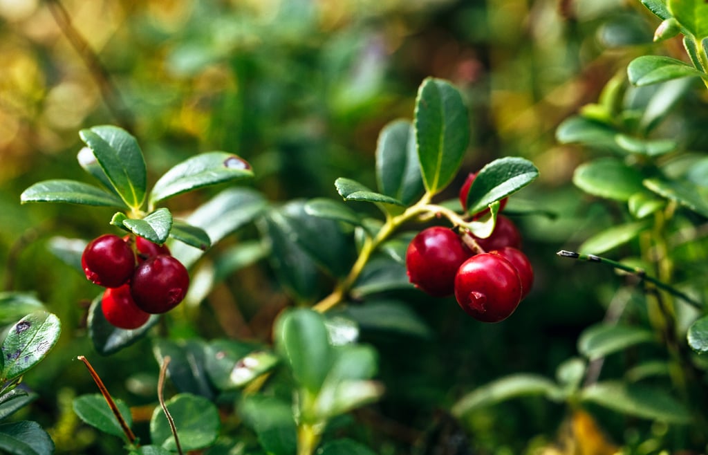 Cranberries Foods High in Vitamin C POPSUGAR Fitness Photo 13