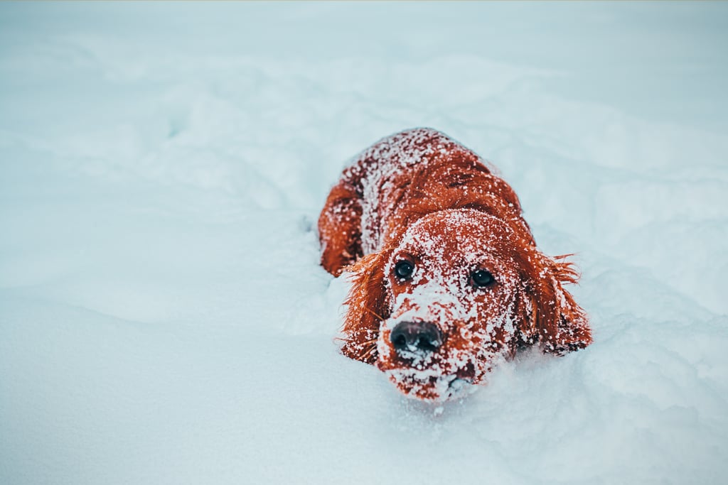 Cute Photos of Dogs in the Winter