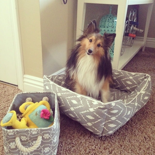 The finds chic pet products that don't take away from the style of a HomeGoods Decor