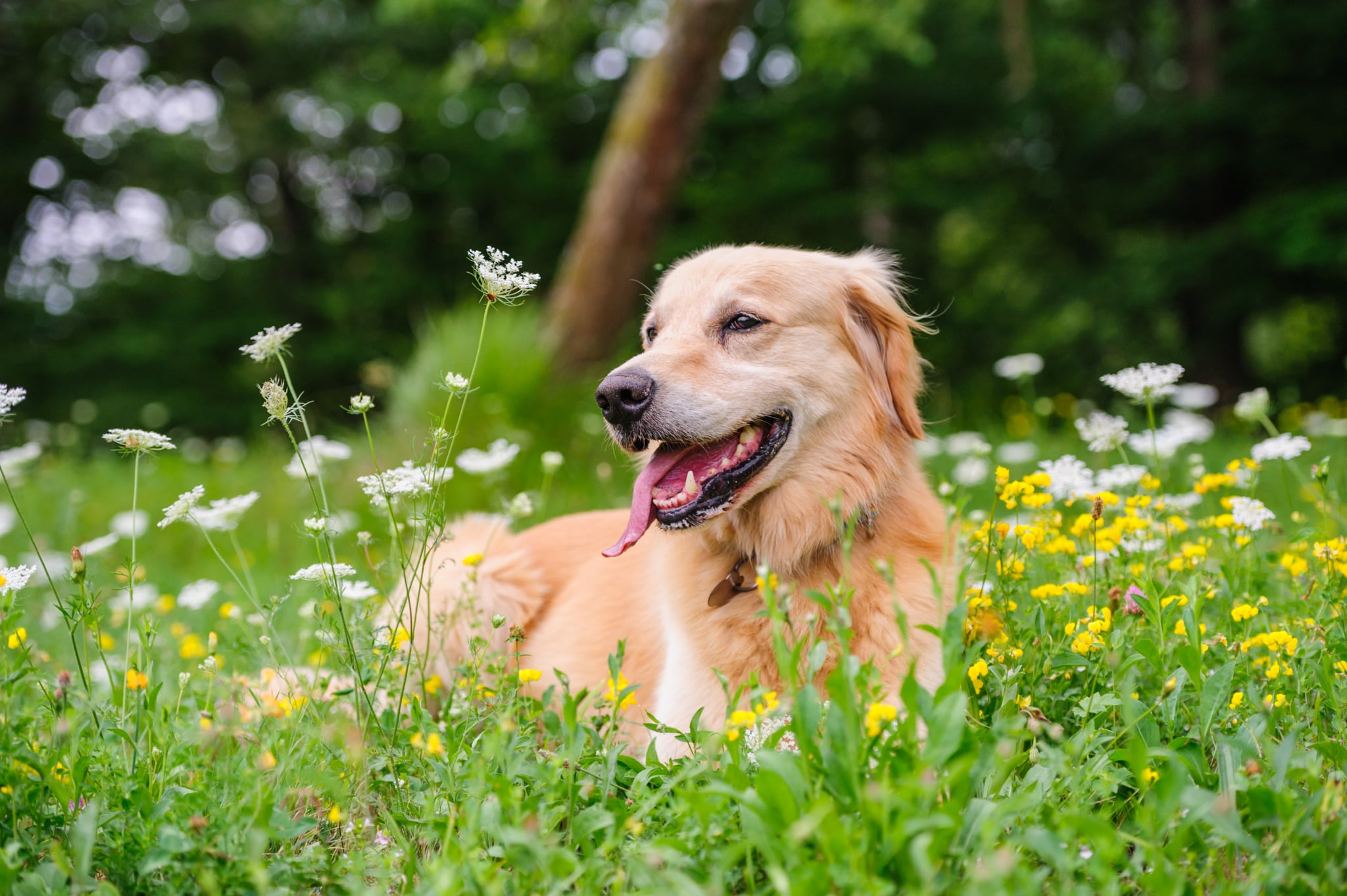 What Kind Of Health Problems Do Golden Retrievers Have