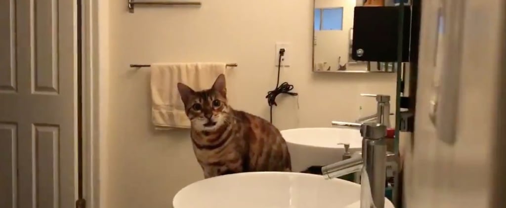 Owner Autotunes His Cat