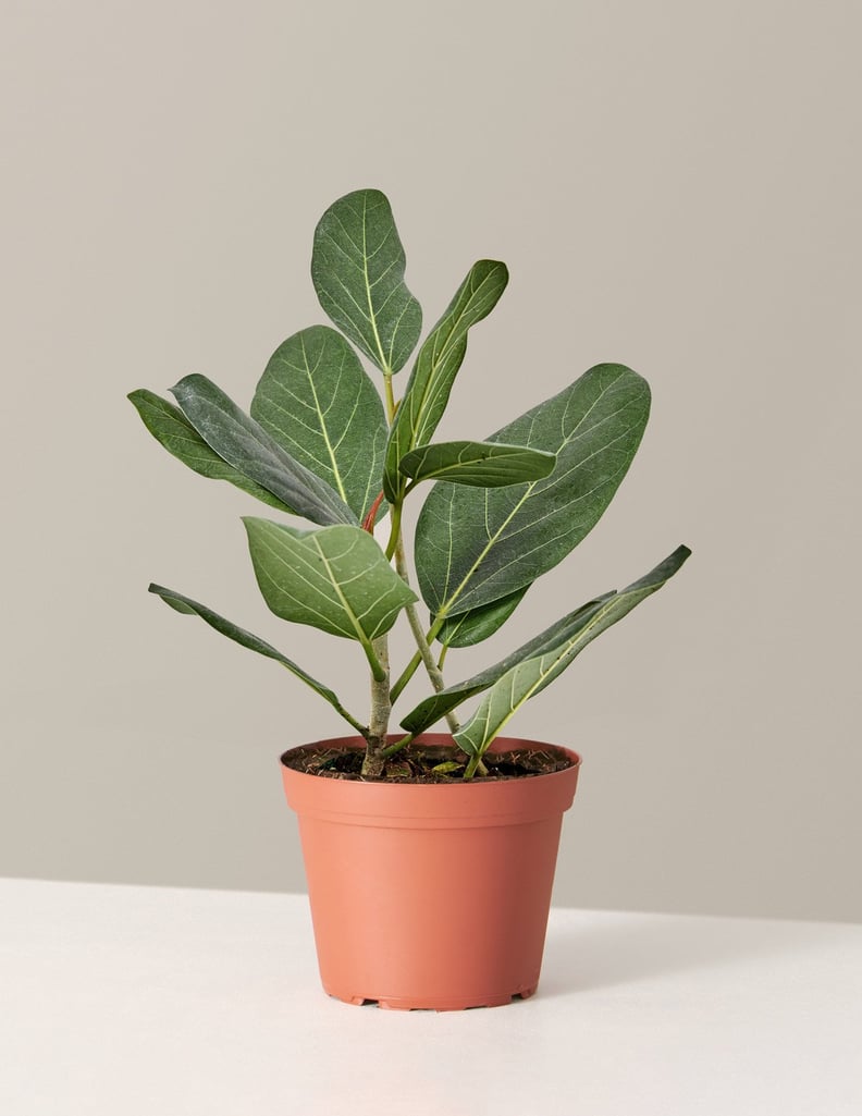 The Sill Audrey Ficus