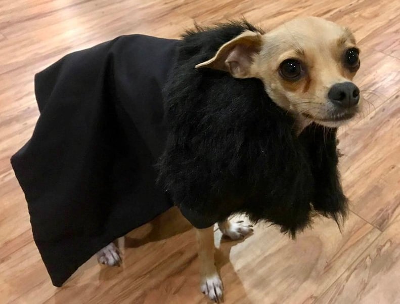 Game of Thrones Inspired Stark Night's Watch Cape For Cats or Dogs