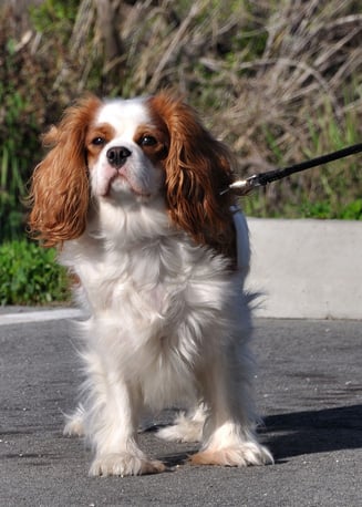 Cavalier King Charles Spaniel Pictures  POPSUGAR Pets