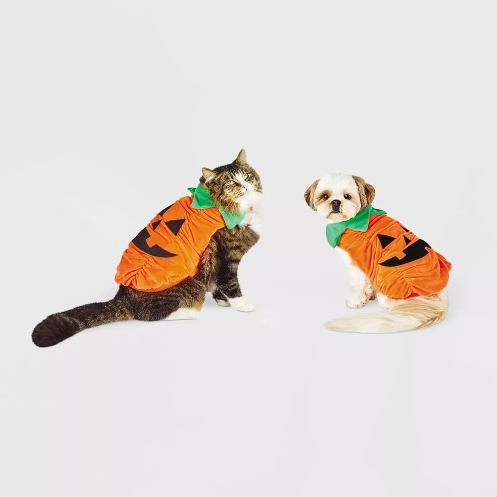 Best Dog and Cat Halloween Costume