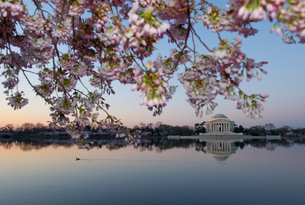 Washington DC Cherry Blossoms